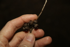 Eucalyptus tindaliae
