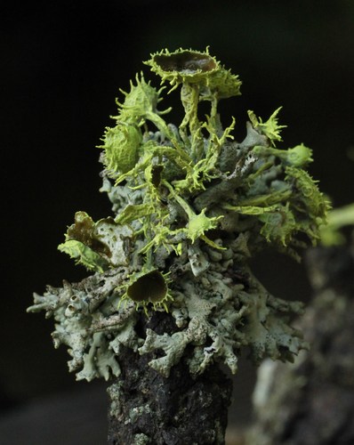iNaturalist observation photo of Brown-eyed Wolf Lichen