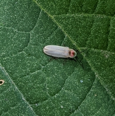 Photinus marginellus