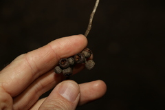 Eucalyptus tindaliae