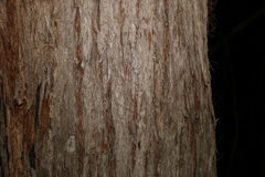 Eucalyptus tindaliae