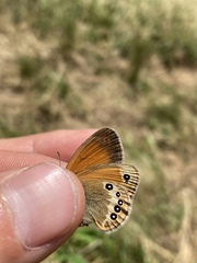Coenonympha gardetta darwiniana