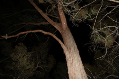 Eucalyptus tindaliae