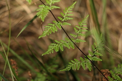 Cheilanthes sieberi sieberi