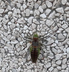 Neocallicrania barrosi