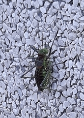 Neocallicrania barrosi