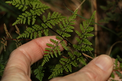 Cheilanthes sieberi sieberi