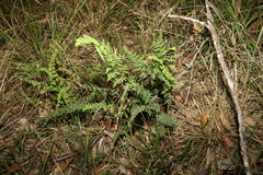 Cheilanthes sieberi sieberi