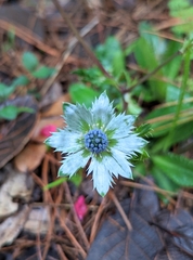 Eryngium carlinae