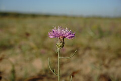 Centaurea odessana
