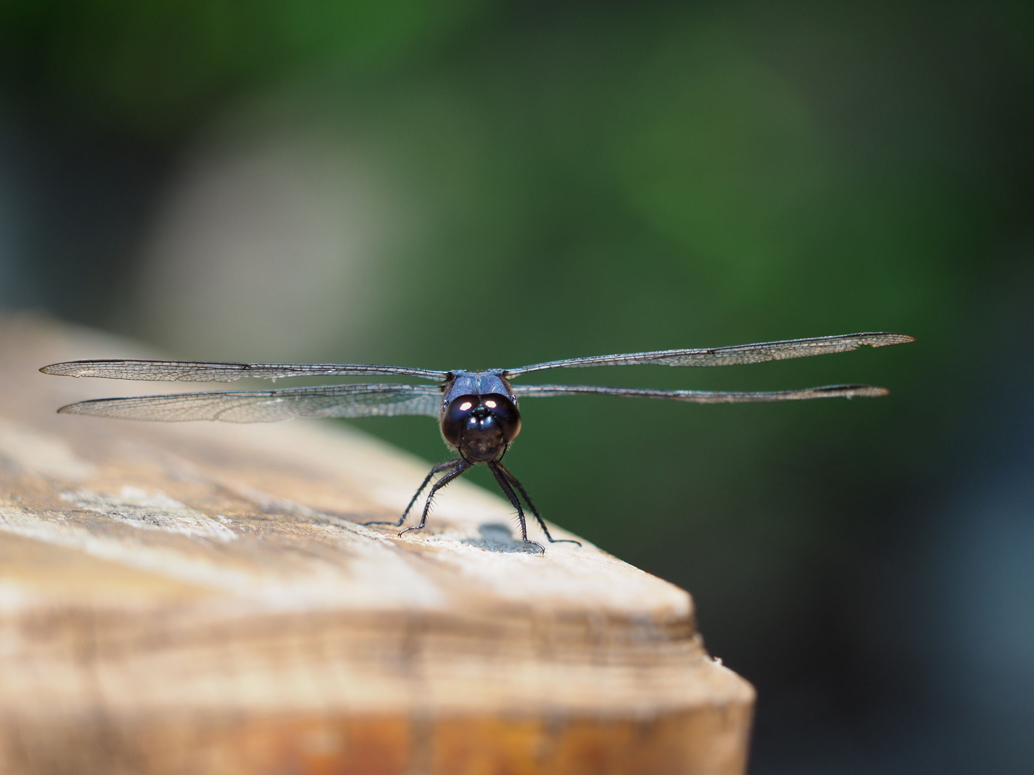 slaty skimmer by kennedy_9