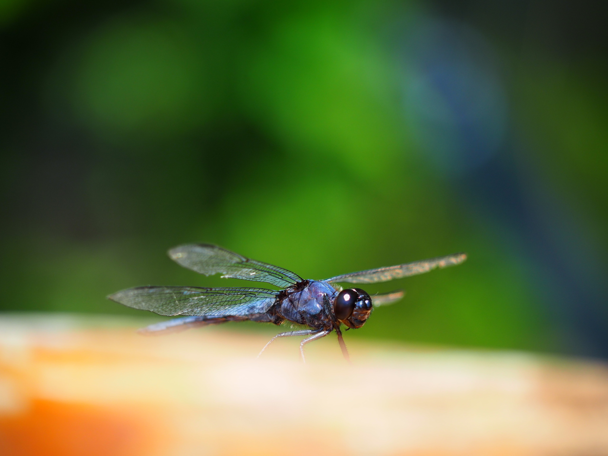 slaty skimmer by kennedy_9