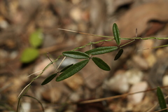 Glycine cyrtoloba