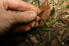 Glycine cyrtoloba