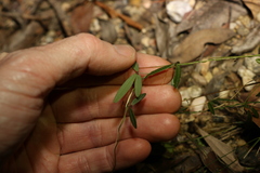 Glycine cyrtoloba