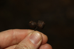 Eucalyptus baileyana