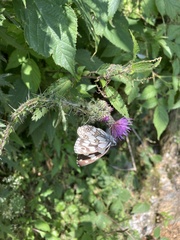 Melanargia galathea