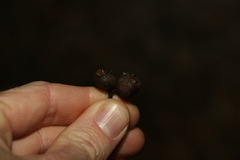 Eucalyptus baileyana