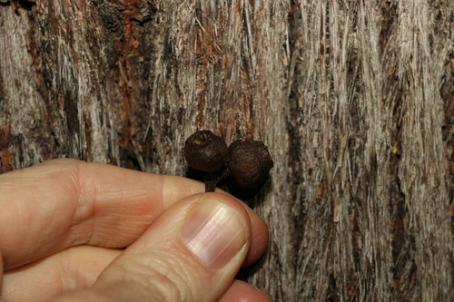 Image of Eucalyptus baileyana by (c) Greg Tasney, some rights reserved (CC BY-SA)