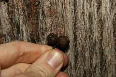 Eucalyptus baileyana