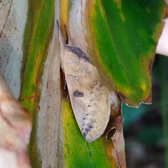 Hemiceratinae