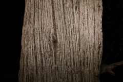 Eucalyptus baileyana