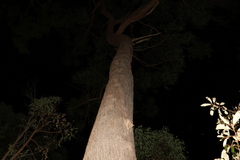 Eucalyptus baileyana