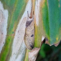 Hemiceratinae
