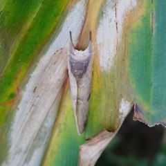 Hemiceratinae