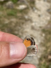 Coenonympha pamphilus