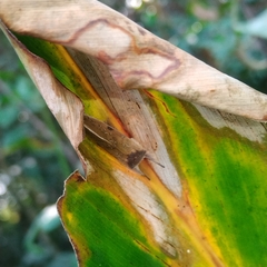 Hemiceratinae