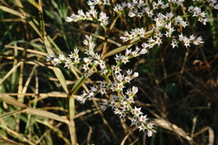 Goniolimon tauricum