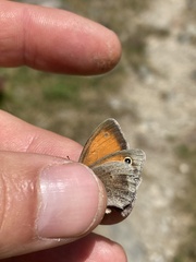 Coenonympha pamphilus