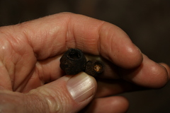 Eucalyptus planchoniana