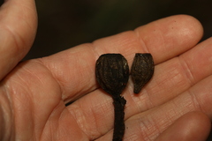 Eucalyptus planchoniana