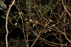 Eucalyptus planchoniana