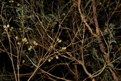 Eucalyptus planchoniana