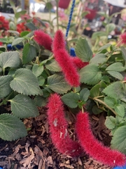Acalypha hispida