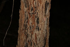 Eucalyptus planchoniana