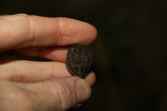 Eucalyptus planchoniana