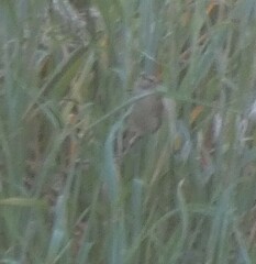 Acrocephalus schoenobaenus