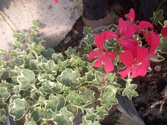 Crassula coccinea
