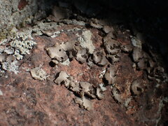 Umbilicaria hirsuta