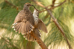 Spotted Wren photo 1