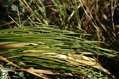 Stipa borysthenica