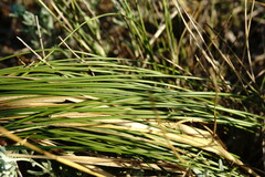 Stipa borysthenica