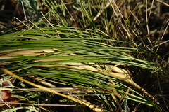 Stipa borysthenica