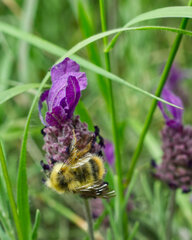 Bombus mixtus