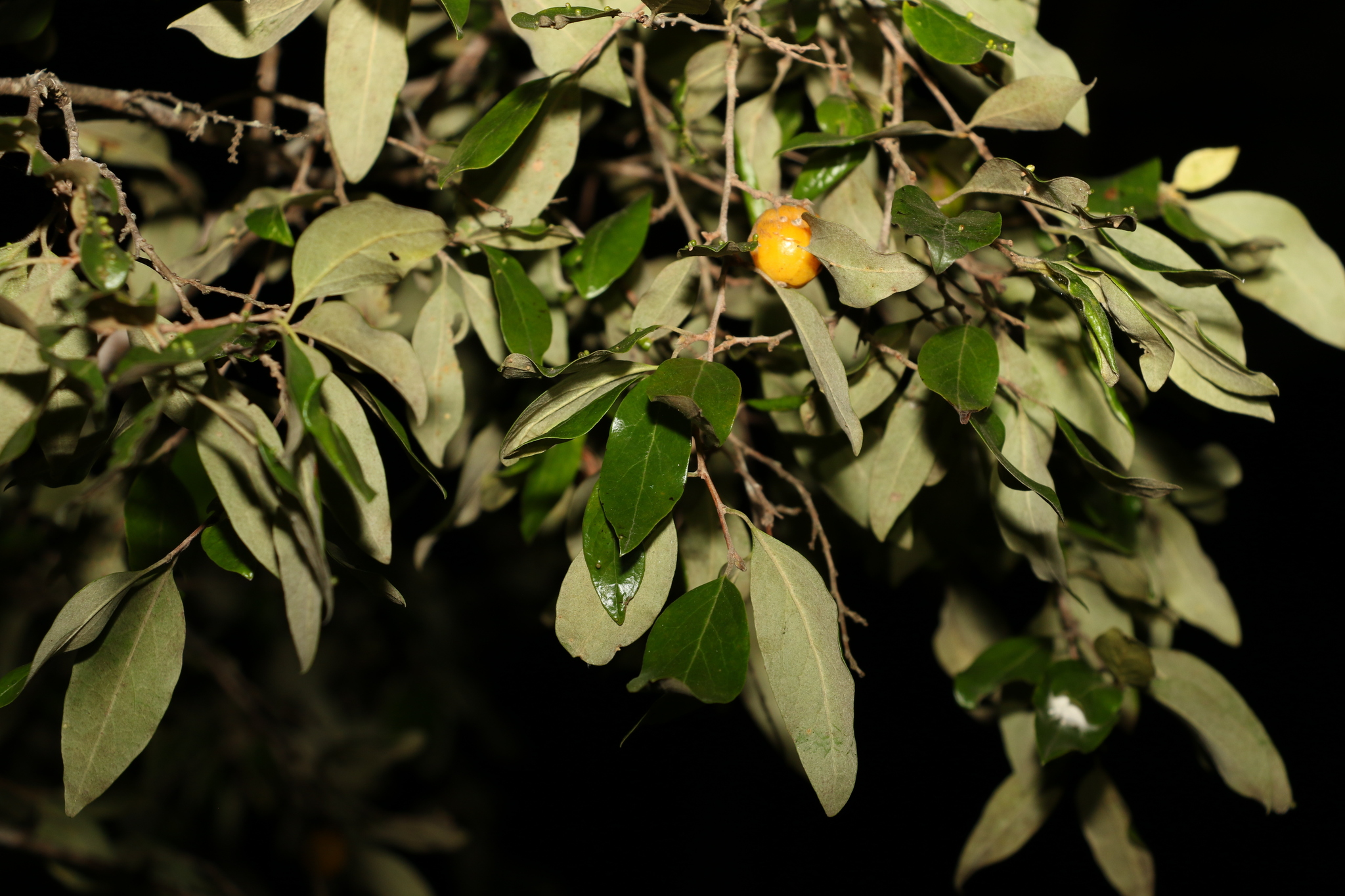 Petalostigma pubescens Domin 3