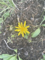 Nothocalais alpestris